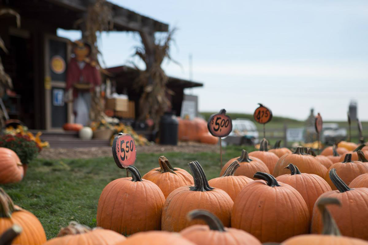Pumpkin Patches in Akron & Canton